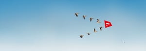 Gänse fliegen in V-Formation mit einer roten Rechteck am Ende der Formation. Dieses enthält ein weißes Pfeil-Icon. Der Hintergrund ist ein hellblauer Himmel.