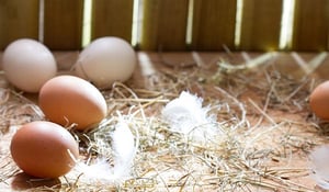 Rühreifrühstück_Ei_Column