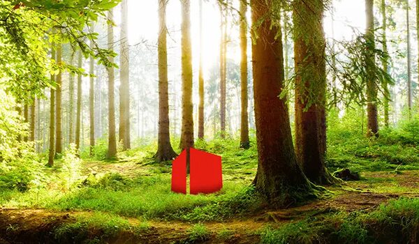 Sonnendurchflutete Waldszene mit hohen Bäumen und einer kleinen roten geometrischen Struktur auf dem Waldboden.